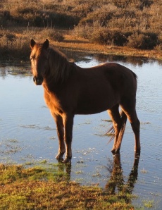 Pony in pond