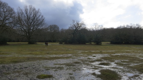 Pony in waterlogged field