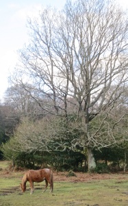 Pony & oak tree