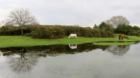 Ponies reflected in pool 1