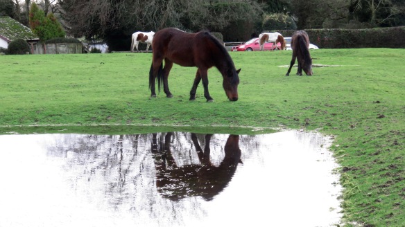 Pony reflected in field 1