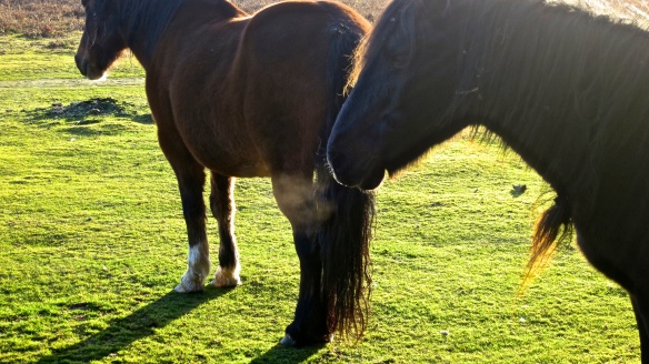 Pony's breath