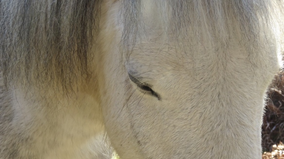 Pony's eye 1