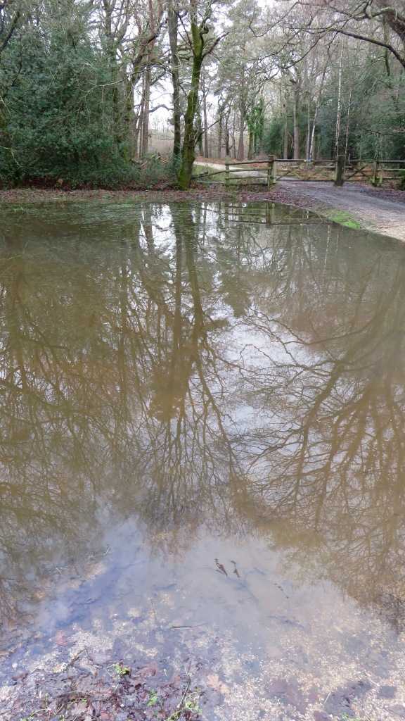 Pool in forest 3