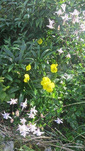 Poppy yellow and aquilegia