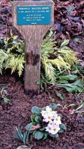 Primulas and snowdrops on Mum R's plot
