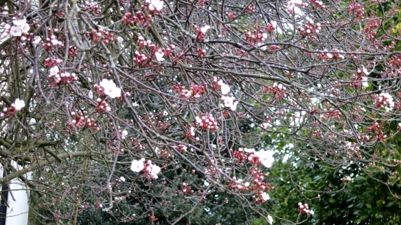 Prunus Pissardi 2.13