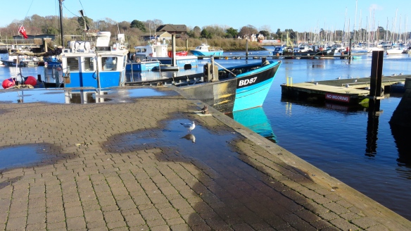 Quay with gull rflected