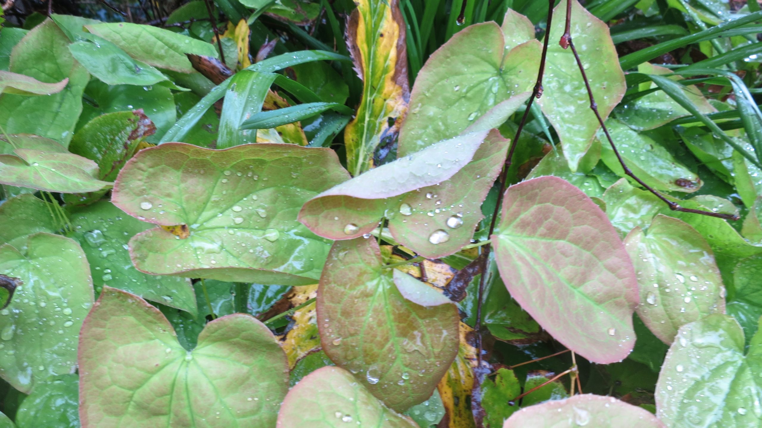 Raindrops on epimedium leaves