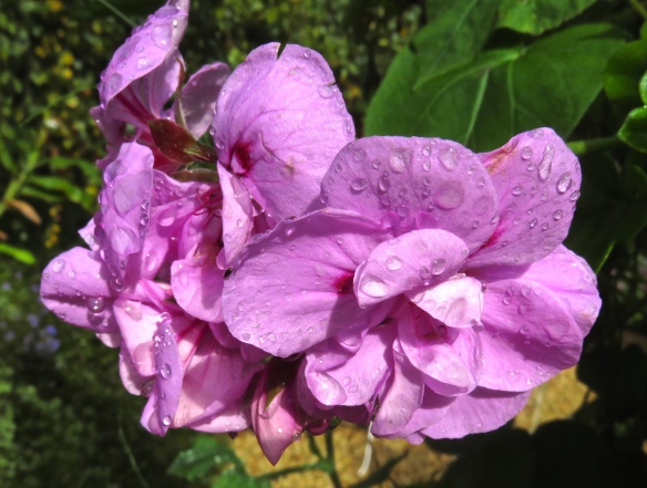 Raindrops on geraniums 2