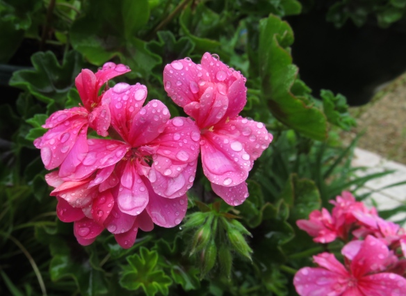 Raindrops on geraniums