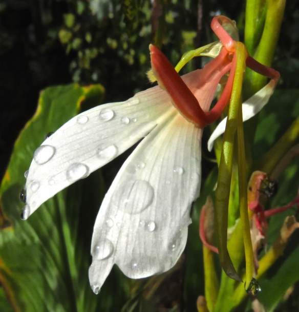 Raindrops on Ginger lily
