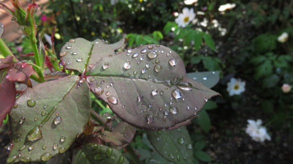 Raindrops on leaves of rose Deep Secret