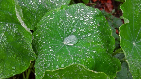 Raindrops on nasturtium leaves