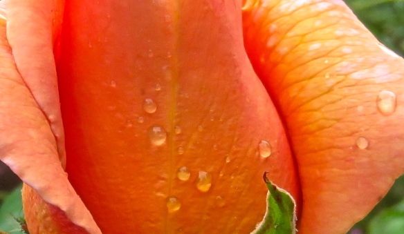Raindrops on peach rose 1