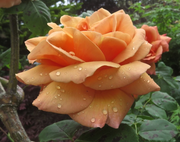 Raindrops on peach rose 2