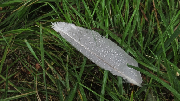 Raindrops on pigeon feather