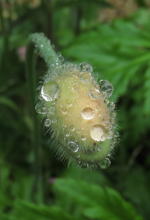 Raindrops on poppy bud