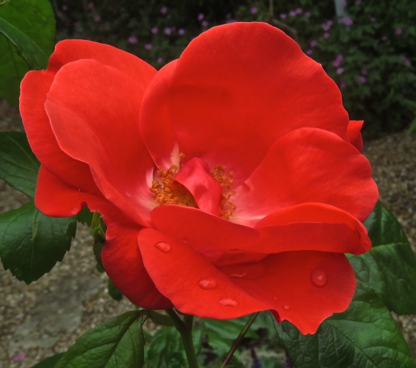 Raindrops on red rose