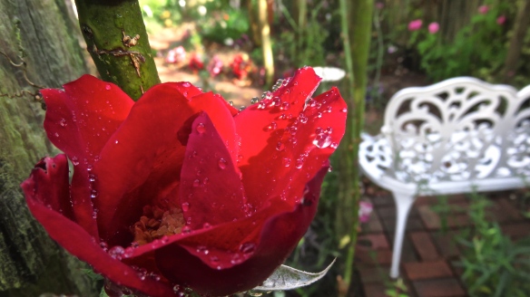 Raindrops on rose Altissimo