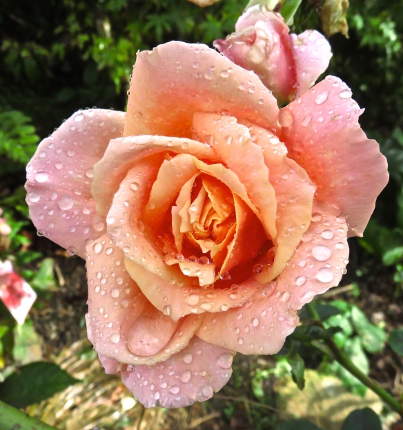 Raindrops on rose peach
