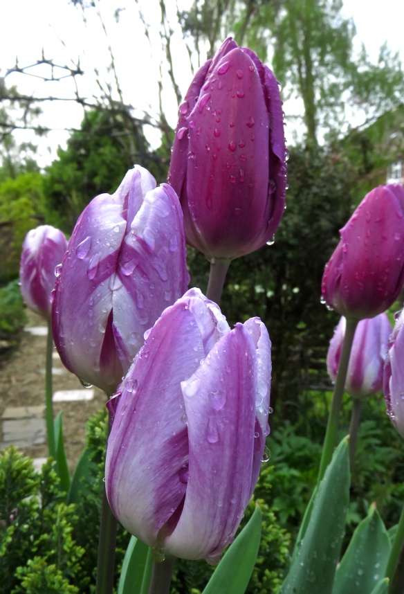 Raindrops on tulips