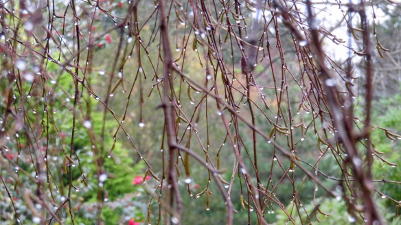 Raindrops on weeping birch branches
