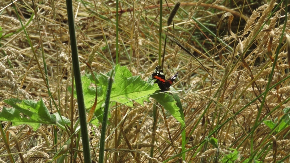 Red Admiral in Barley