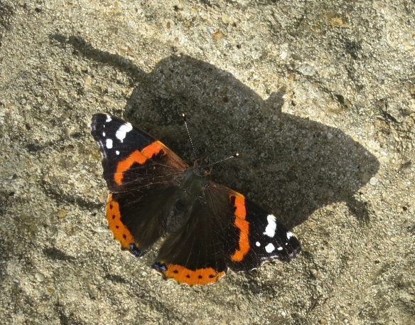 Red Admiral male butterfly