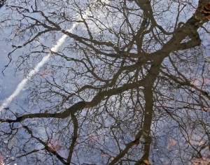 Reflected jet trail & branches