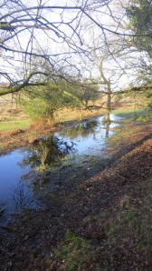 Reflections in waterlogged fields