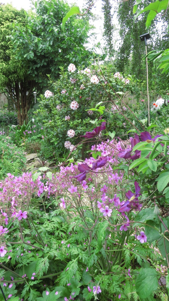 Rhododendron, geranium palmatums, and clematis Star of India