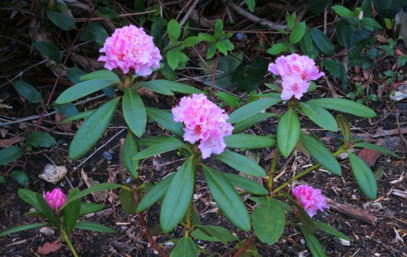 Rhododendron 1.13