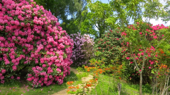 Rhododendrons at Furzey gardens