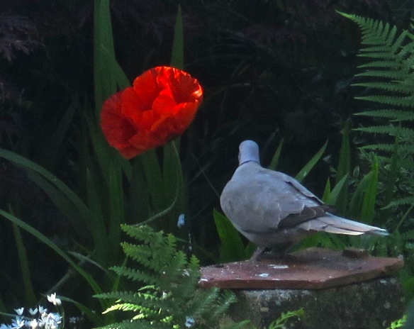 Ring-necked dove and poppy