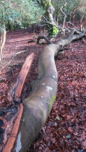 Ripped branch