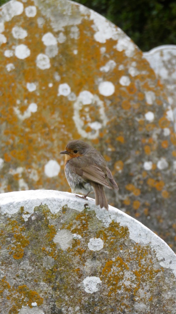 Robin on gravestone 2