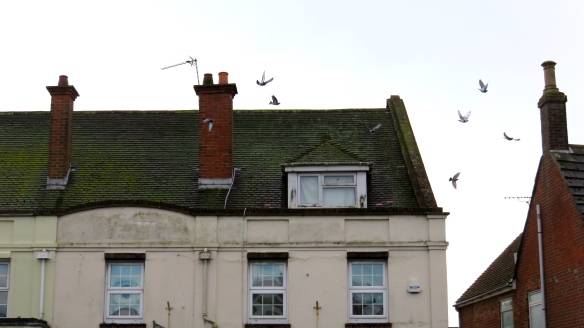 Rooftops with gulls
