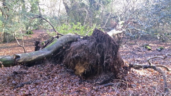 Roots of fallen tree