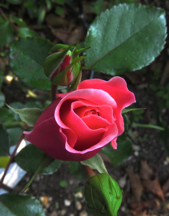 Rose Festive Jewel