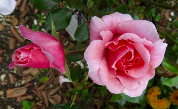 Rose Festive Jewel