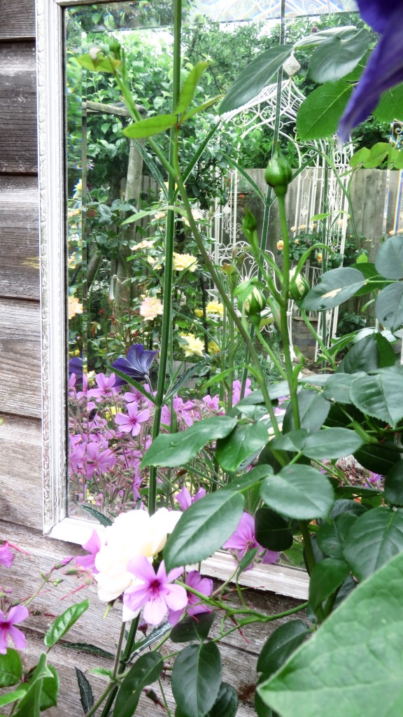 Rose garden reflection