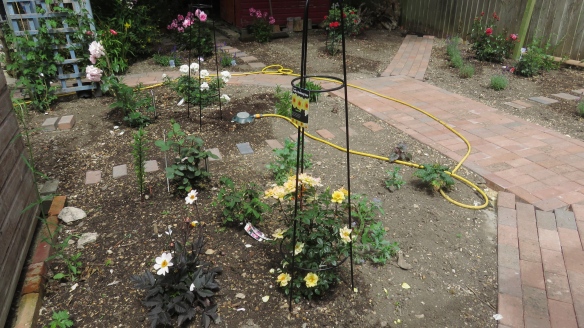 Rose garden work in progress 1
