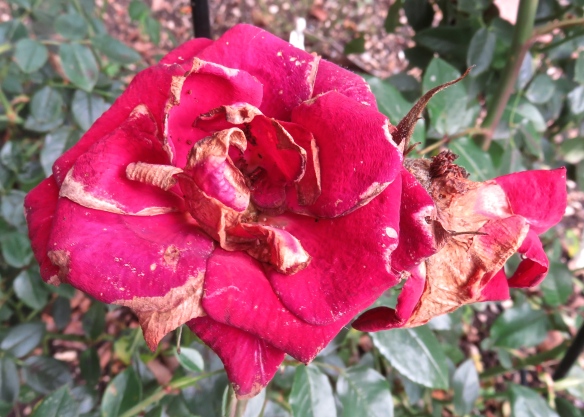 Rose Love Knot