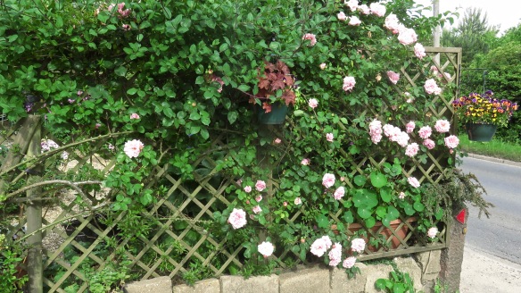 Roses on trellis