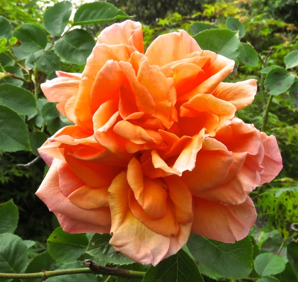 Rose - peach