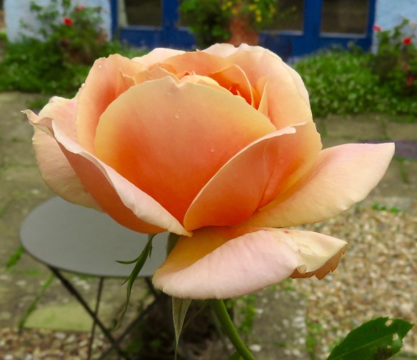 Rose peach 1