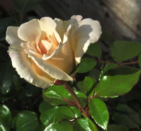 rose Penny Lane 1