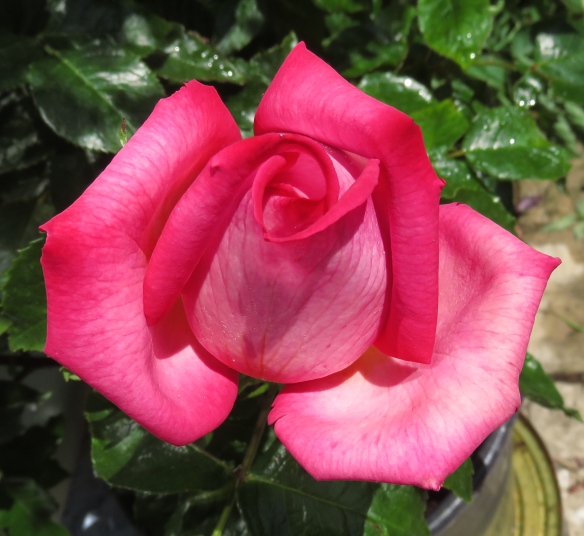 Rose - possibly Aloha