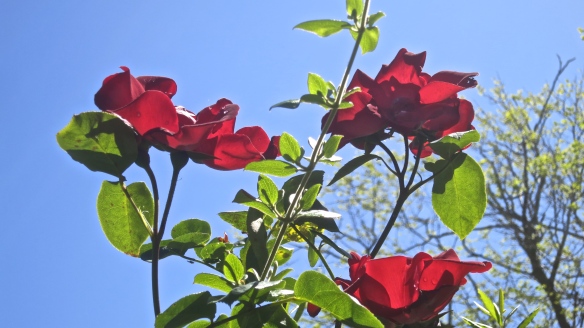 Rose - red climber